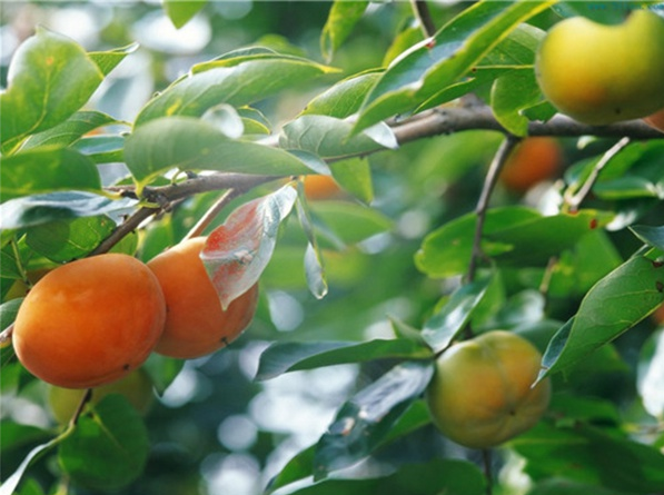 圖片關(guān)鍵詞 圖片關(guān)鍵詞